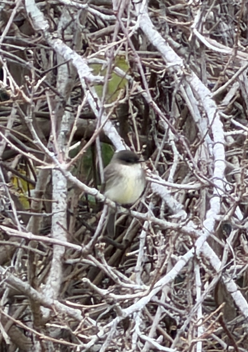 Mosquero Fibí - ML647843987