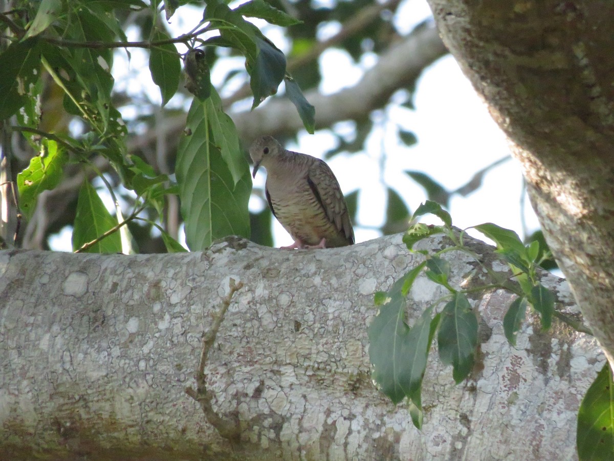 Inca Dove - ML647843989