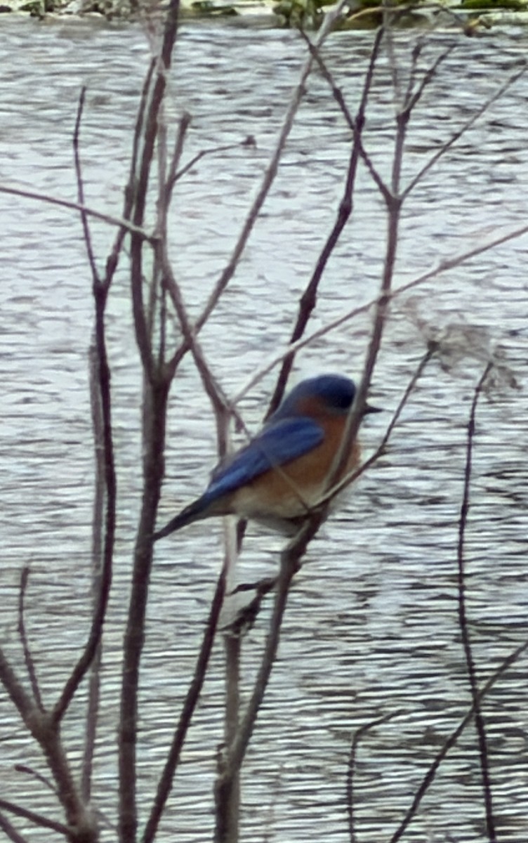 Eastern Bluebird - ML647843994
