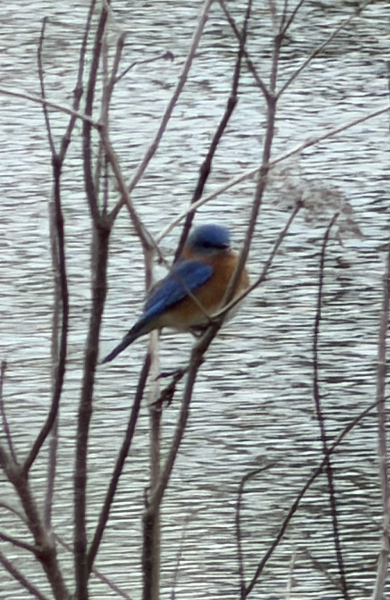 Eastern Bluebird - ML647844006