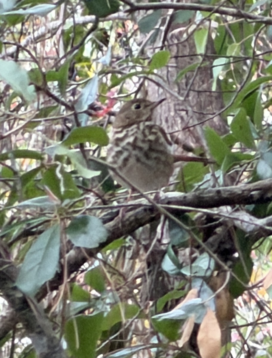 Hermit Thrush - ML647844021