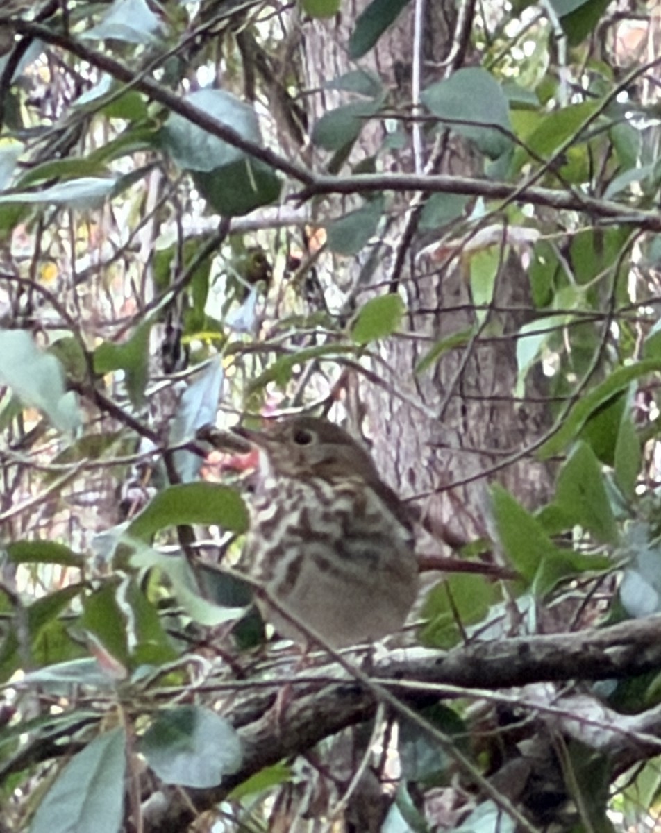 Hermit Thrush - ML647844029