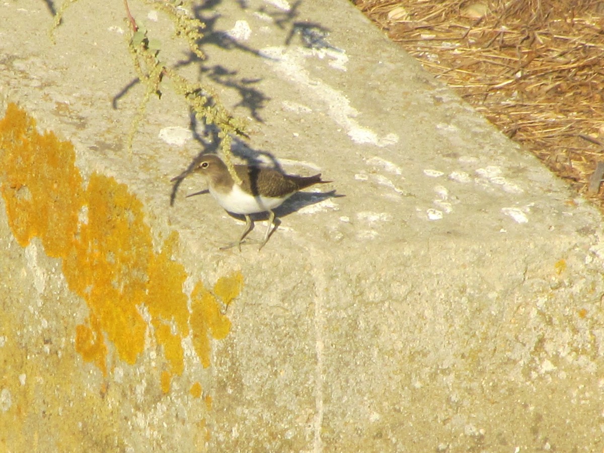 Common Sandpiper - ML647844038