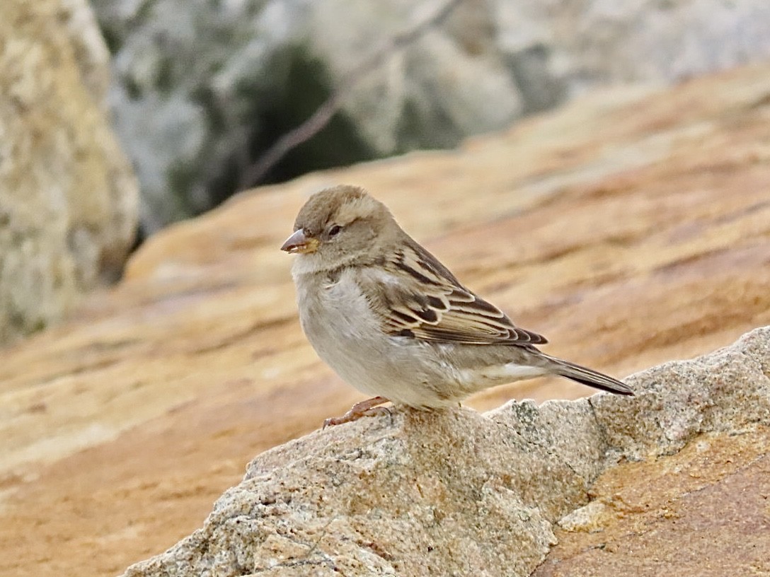 vrabec domácí - ML647844053