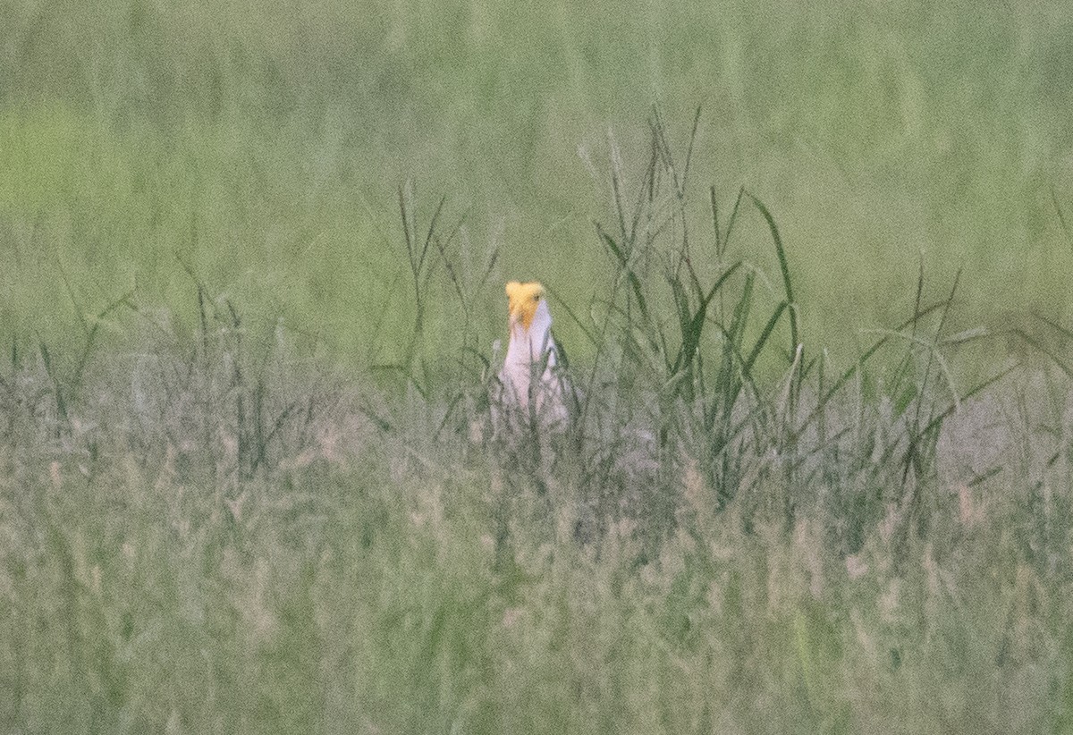 Masked Lapwing (Masked) - ML647844118