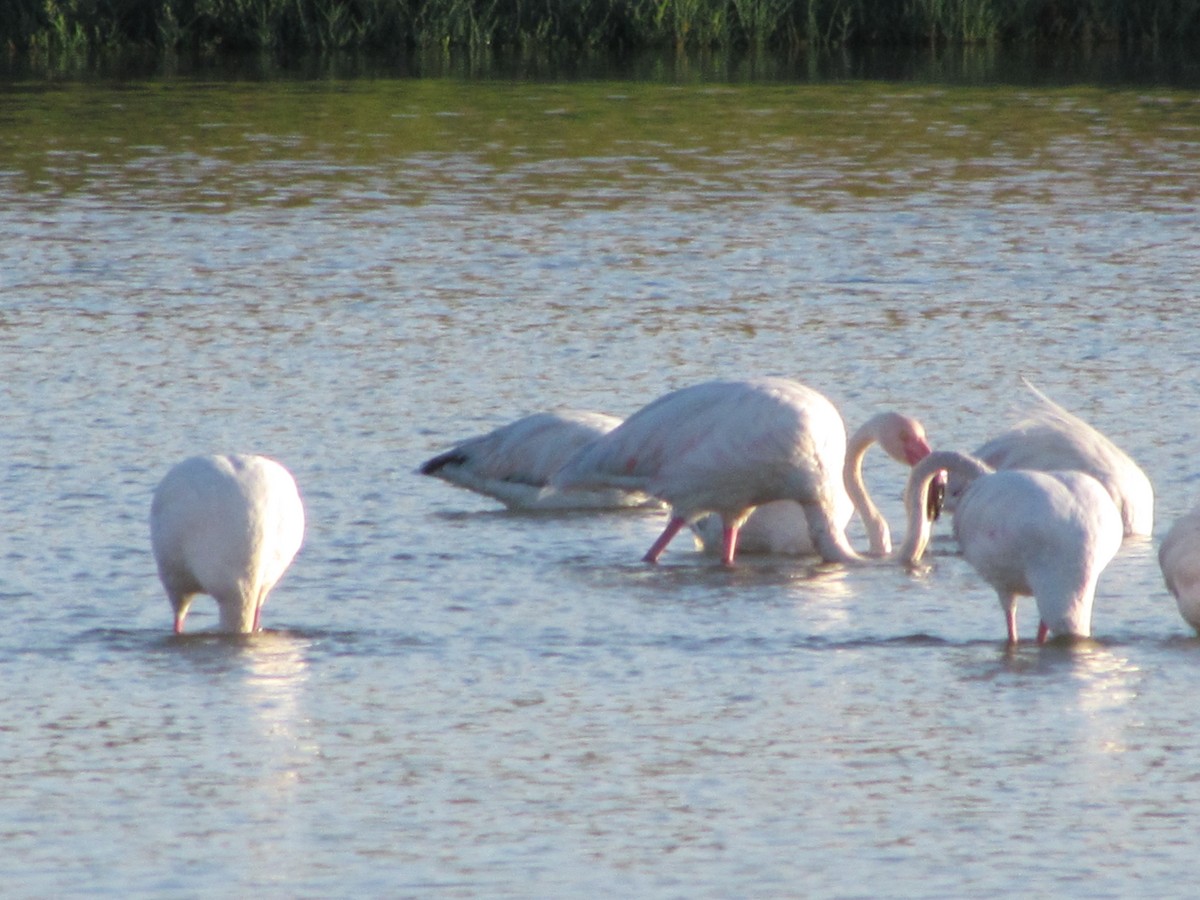 Greater Flamingo - ML647844134