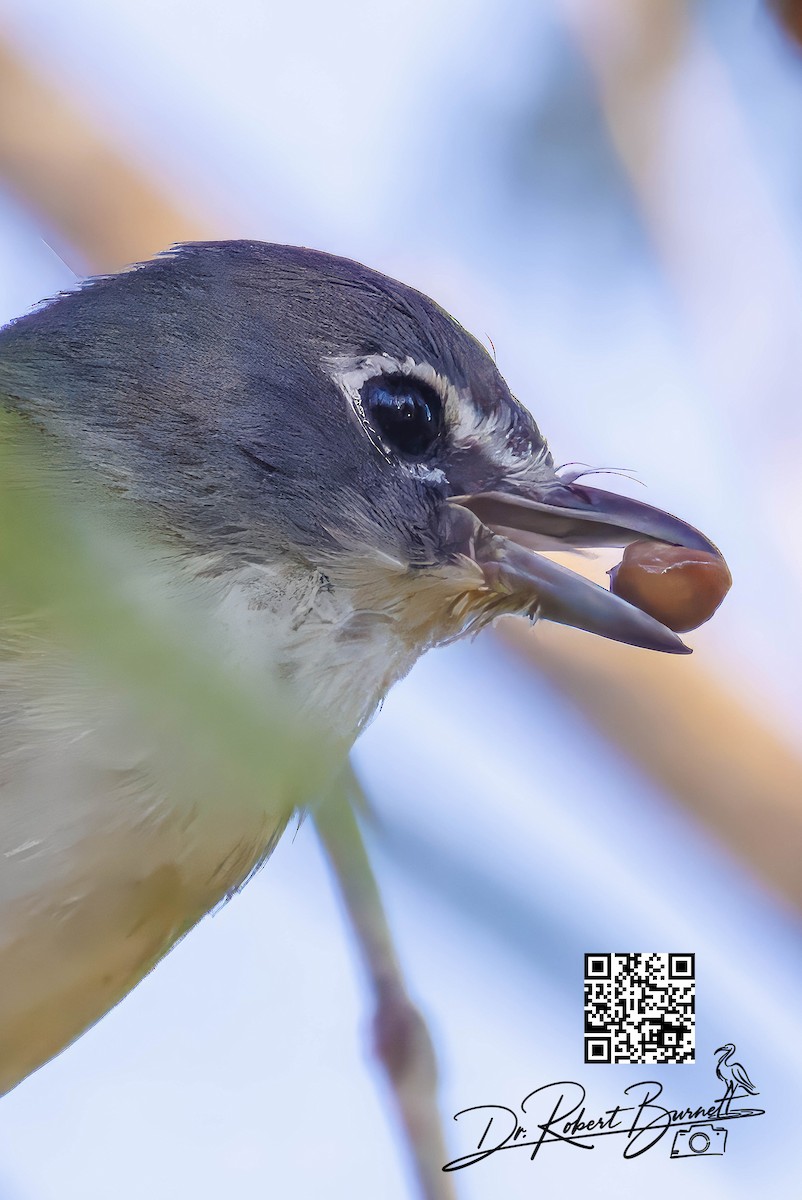 zelenáček brýlový - ML647844139