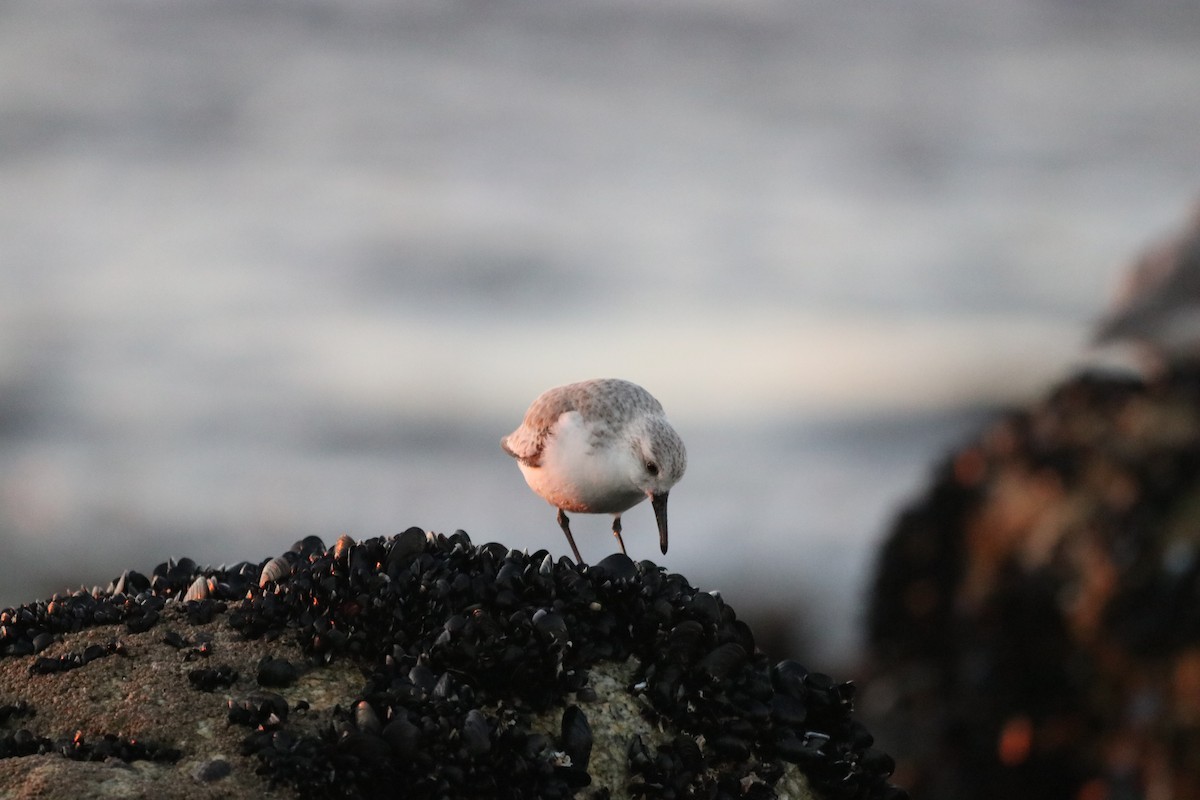 Sanderling - ML647844167