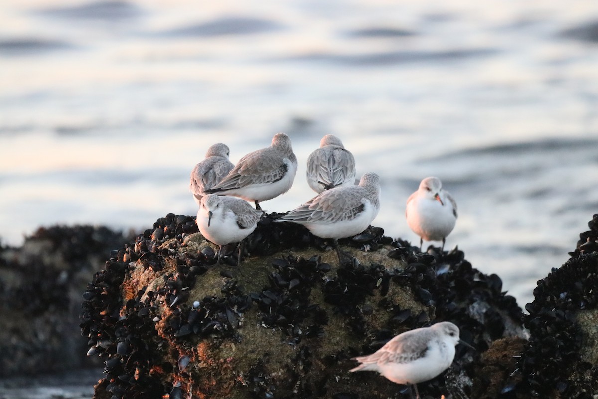 Sanderling - ML647844168