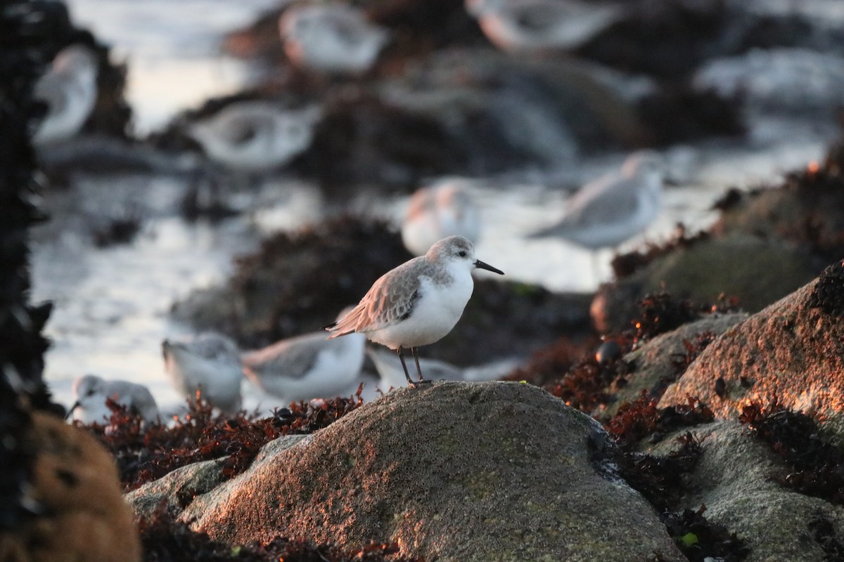 Sanderling - ML647844169