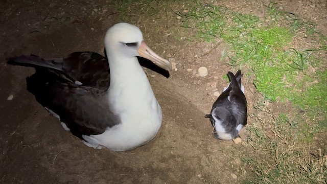 Boninsturmvogel - ML647844188