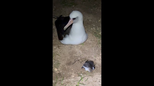 Boninsturmvogel - ML647844189