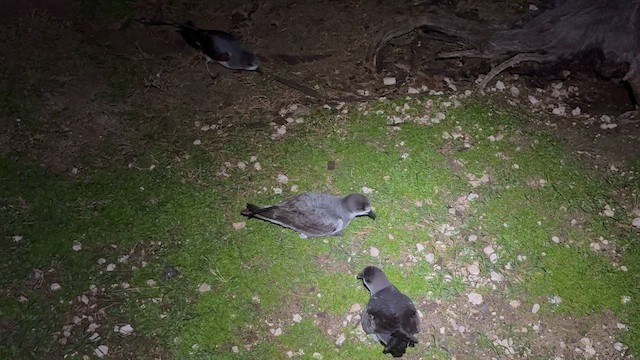 Boninsturmvogel - ML647844191