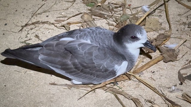 Boninsturmvogel - ML647844192