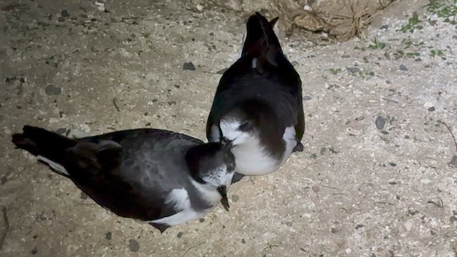 Boninsturmvogel - ML647844193