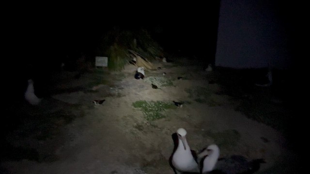 Boninsturmvogel - ML647844195