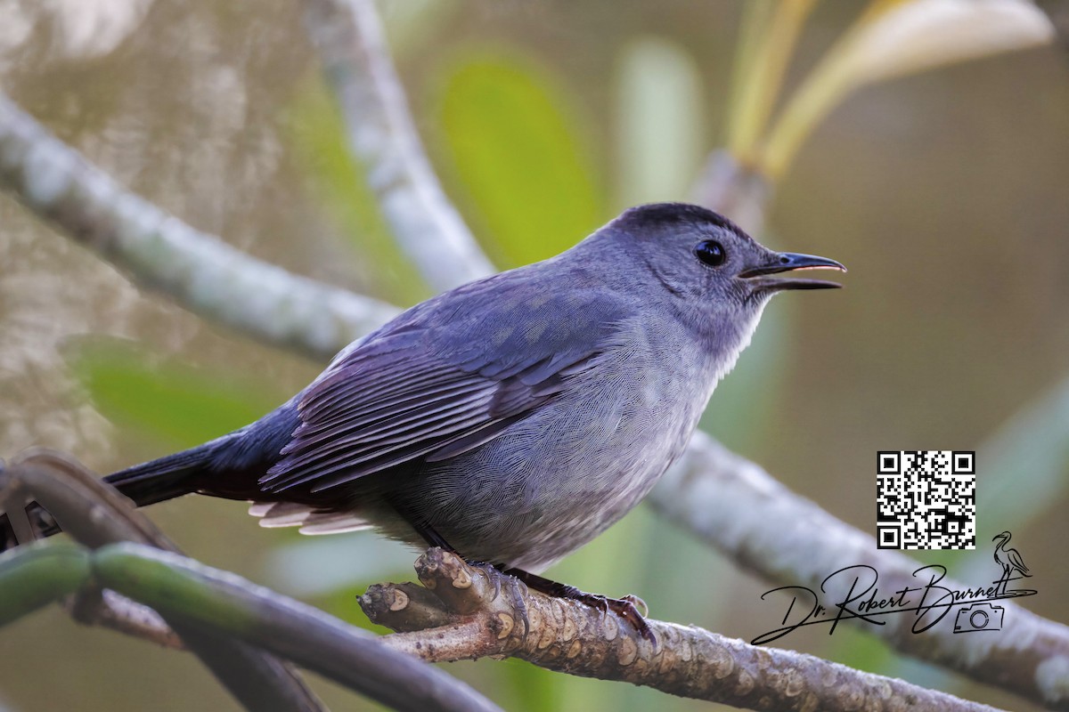 Moqueur chat - ML647844339