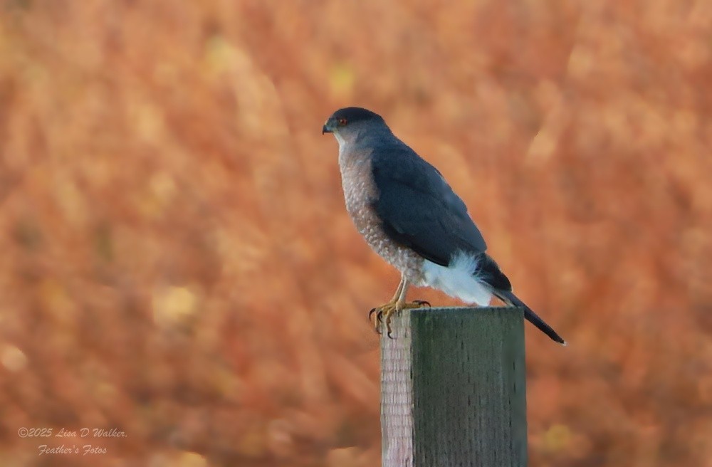 Cooper's Hawk - ML647844347