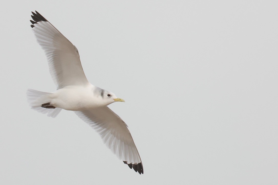 krykkje - ML647844357