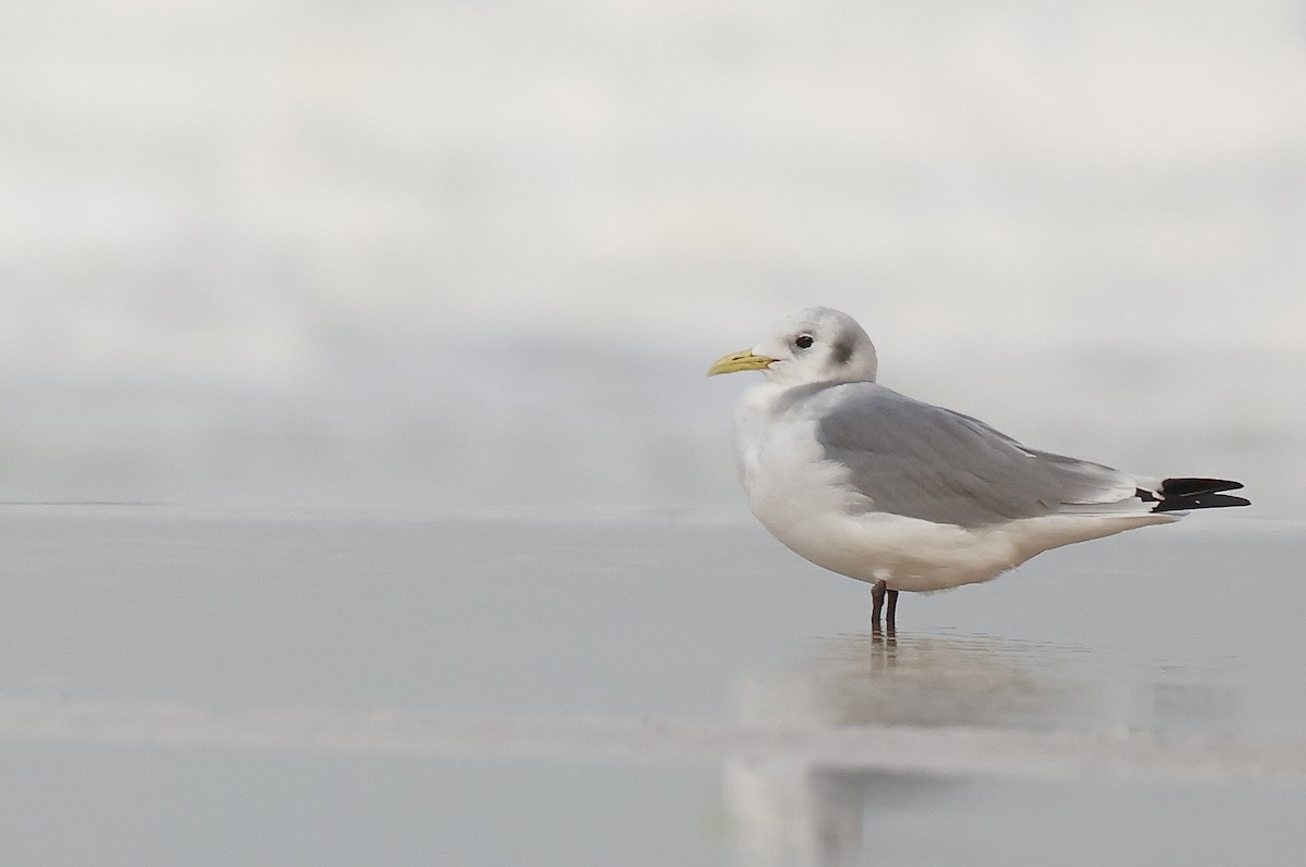 krykkje - ML647844359