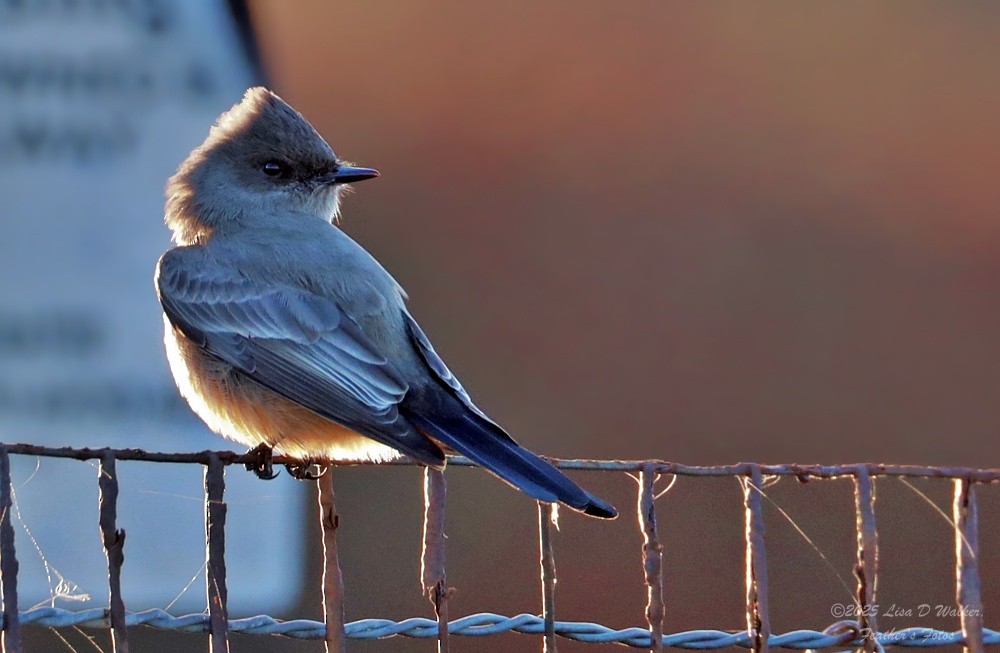 Say's Phoebe - ML647844369