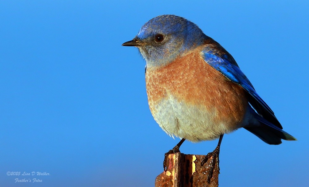 Western Bluebird - ML647844415