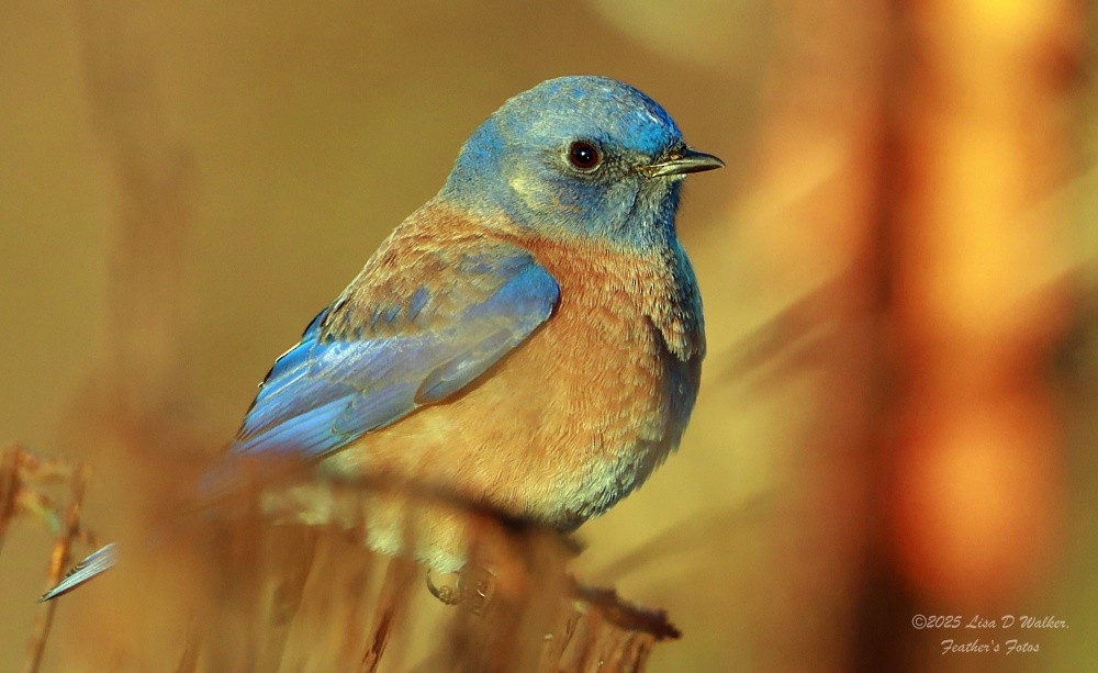Western Bluebird - ML647844416