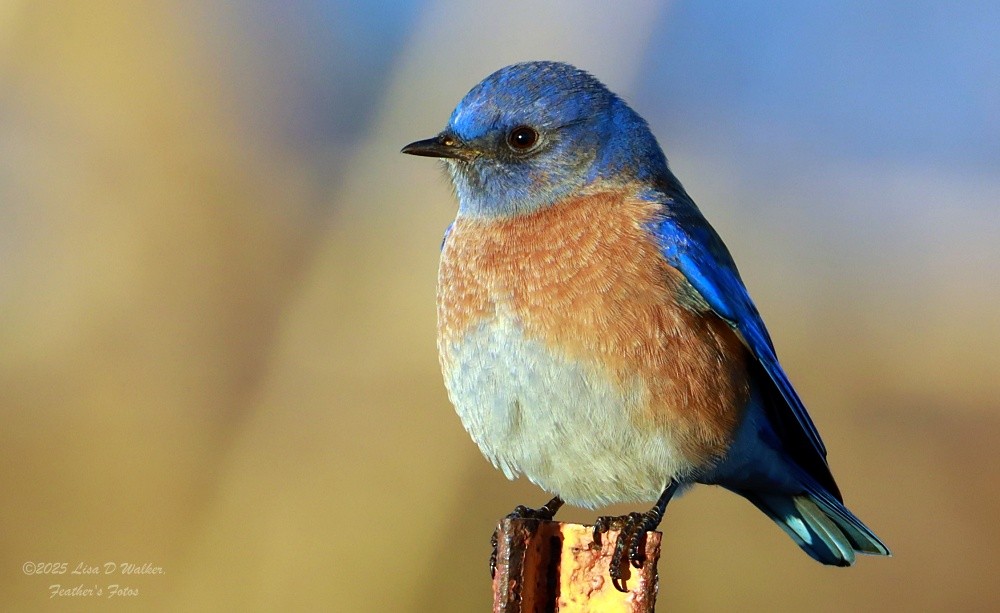 Western Bluebird - ML647844417
