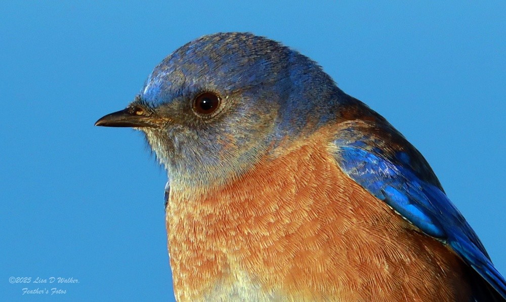 Western Bluebird - ML647844418