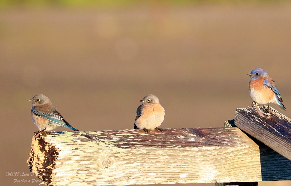 Western Bluebird - ML647844419