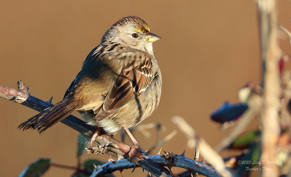 Golden-crowned Sparrow - ML647844429