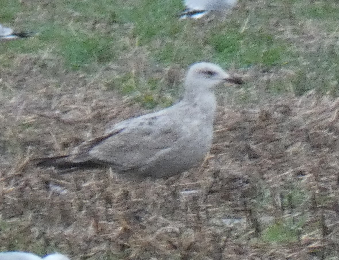 gull sp. - ML647844438