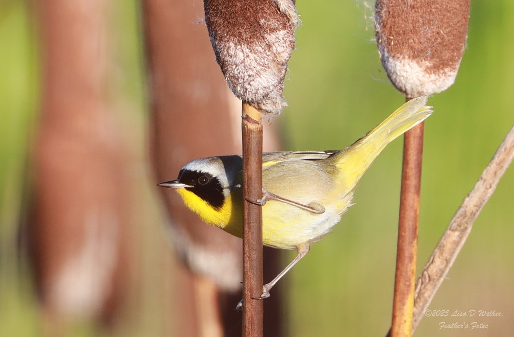 nordgulstrupe - ML647844450