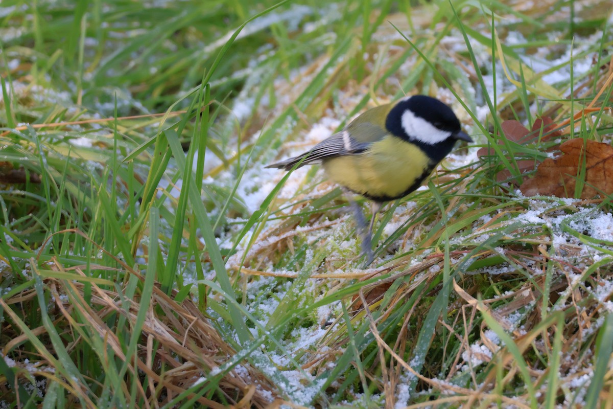 Büyük Baştankara - ML647844453