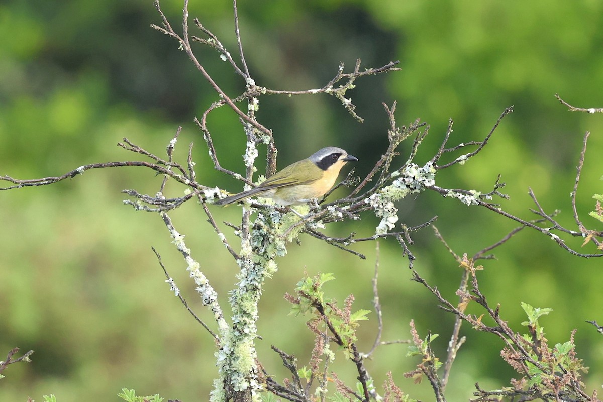 Zeytuni Çalıkasabı - ML647844459