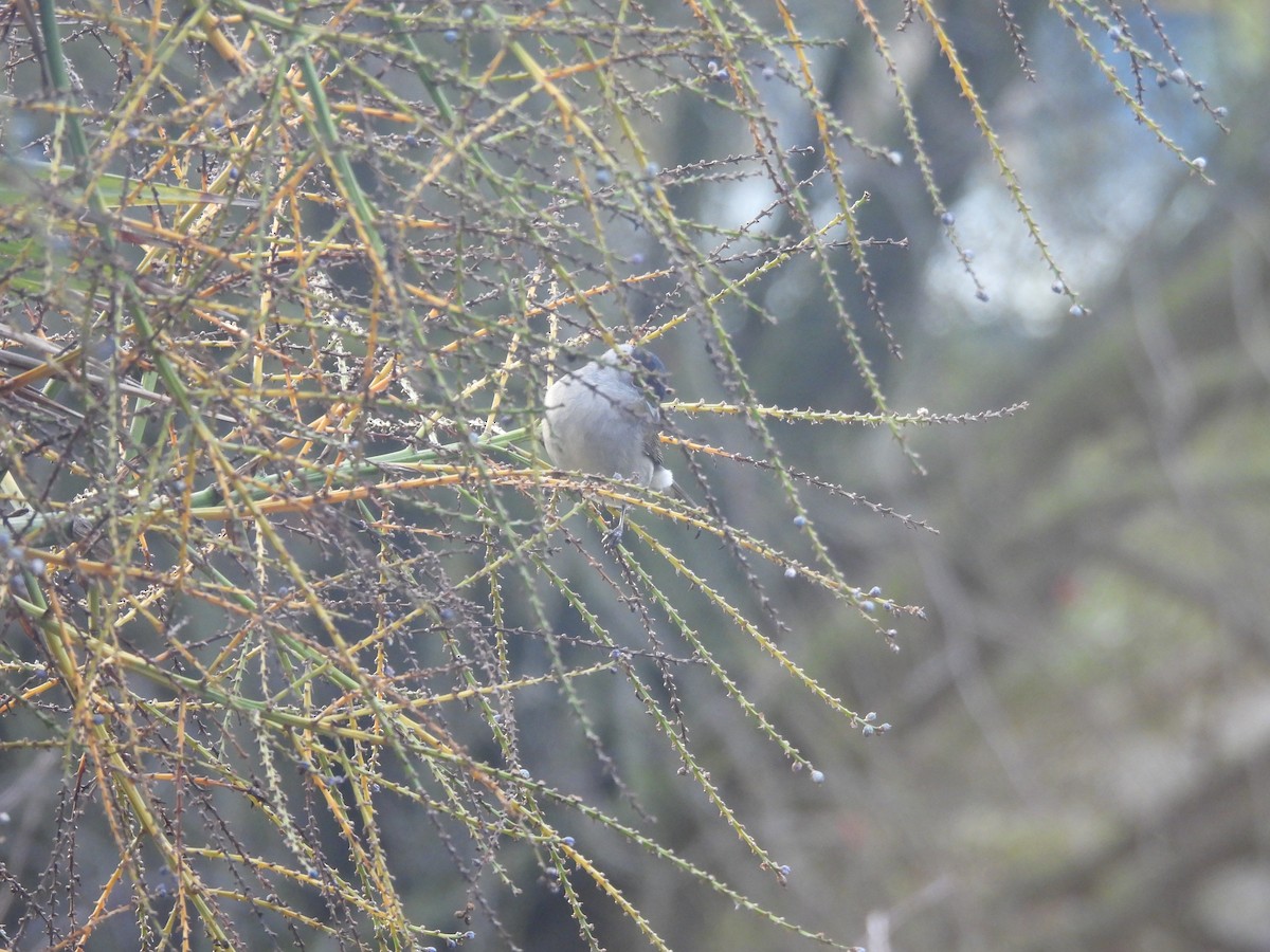 Kara Başlı Ötleğen - ML647844462