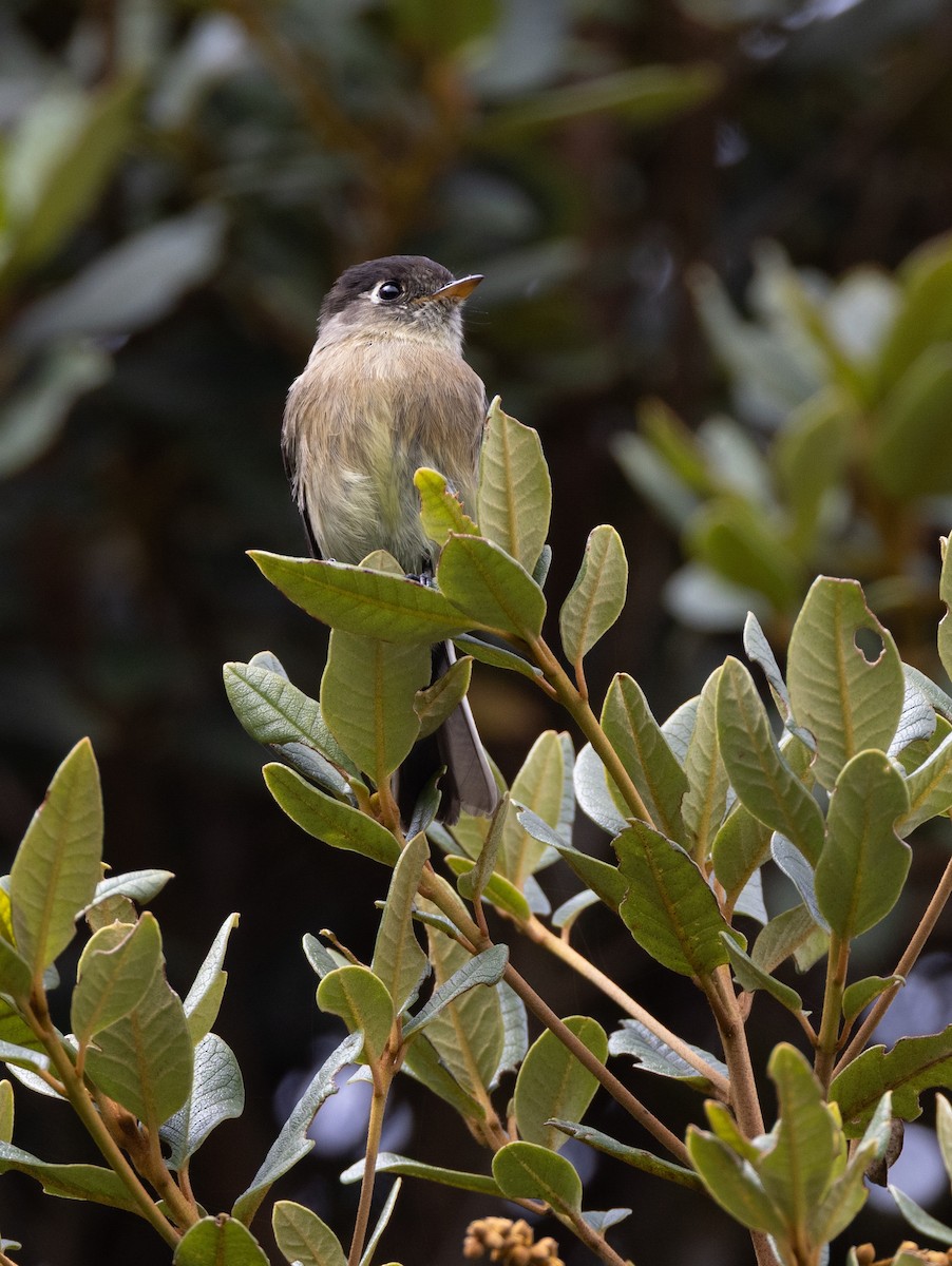 Піві-малюк чорноголовий - ML647844463