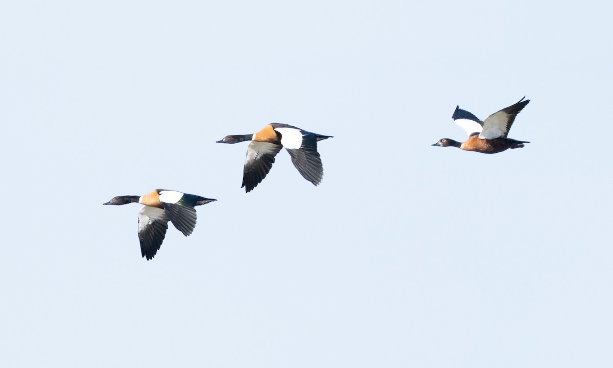 Avustralya Angıtı - ML647844467