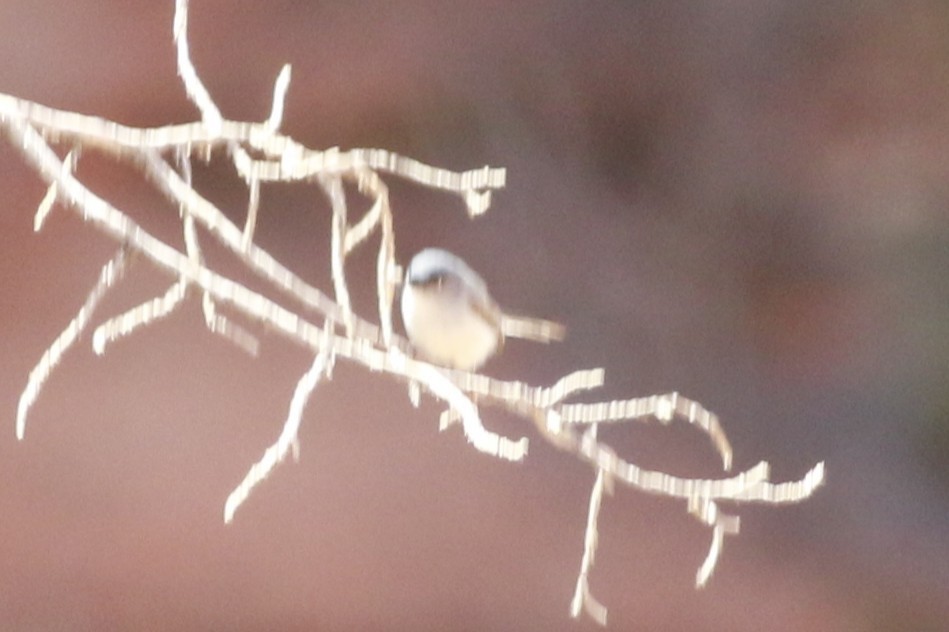 Gökrengi Bitkuşu [obscura grubu] - ML647844469