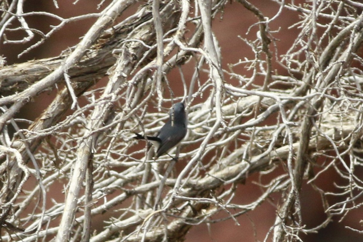 Gökrengi Bitkuşu [obscura grubu] - ML647844470