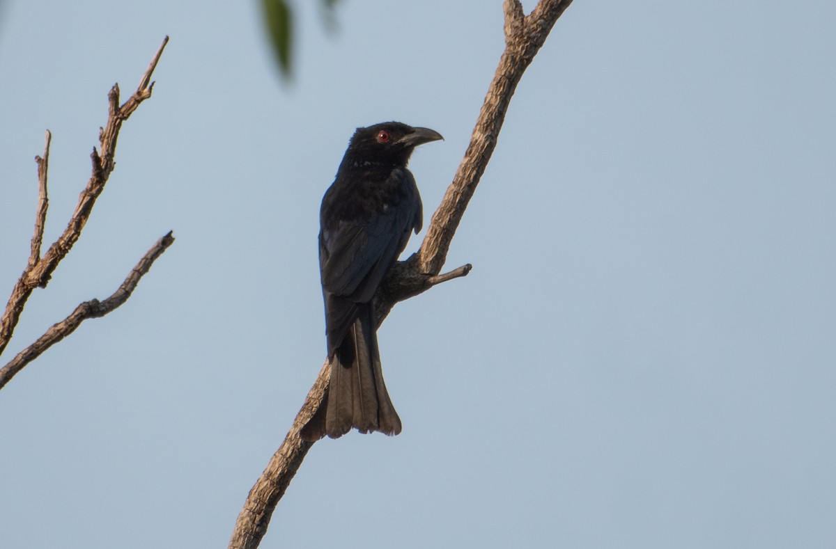 Yıldızlı Drongo - ML647844471