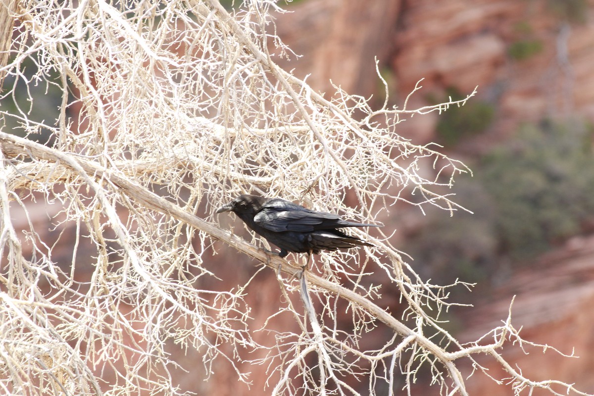 Gökrengi Bitkuşu [obscura grubu] - ML647844472