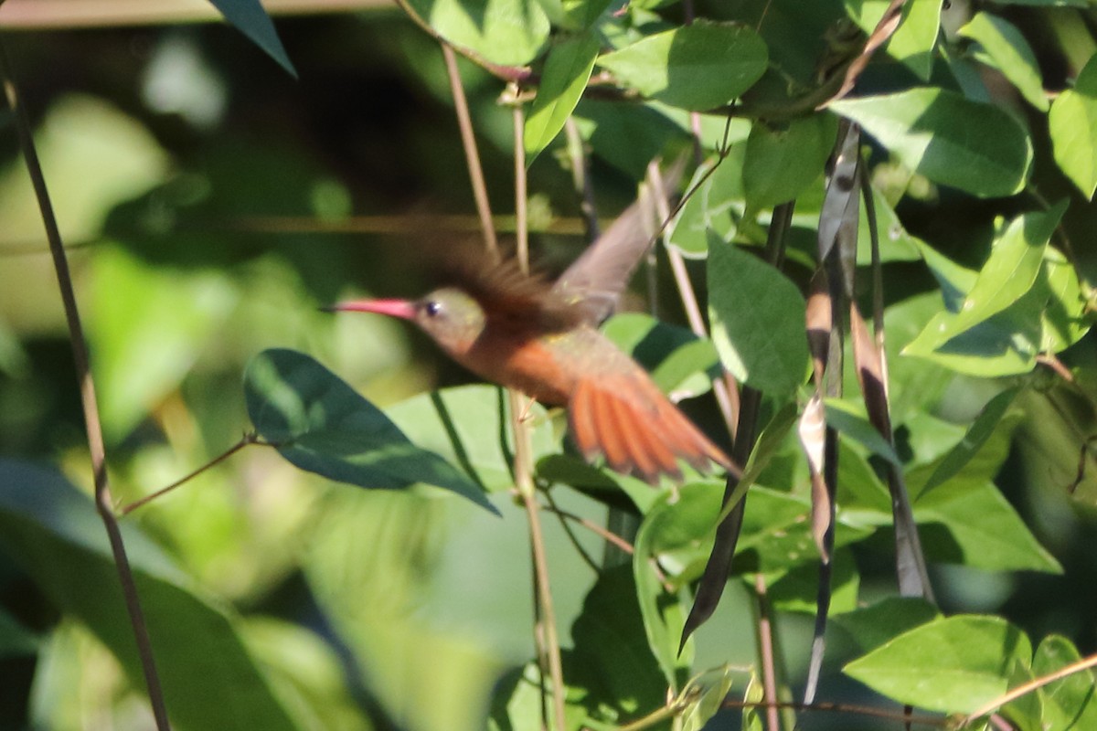 Tarçın Renkli Kolibri - ML647844476