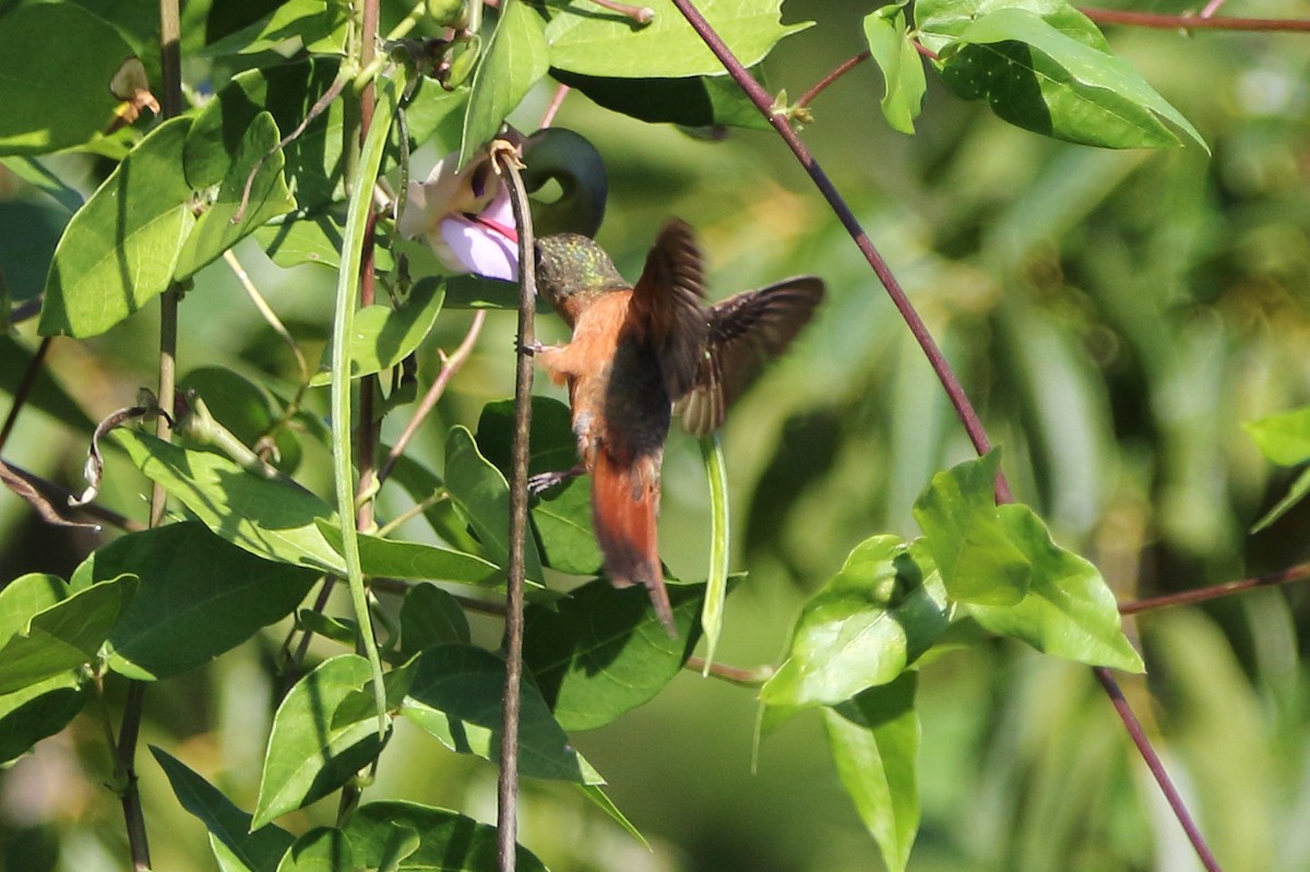 Tarçın Renkli Kolibri - ML647844477
