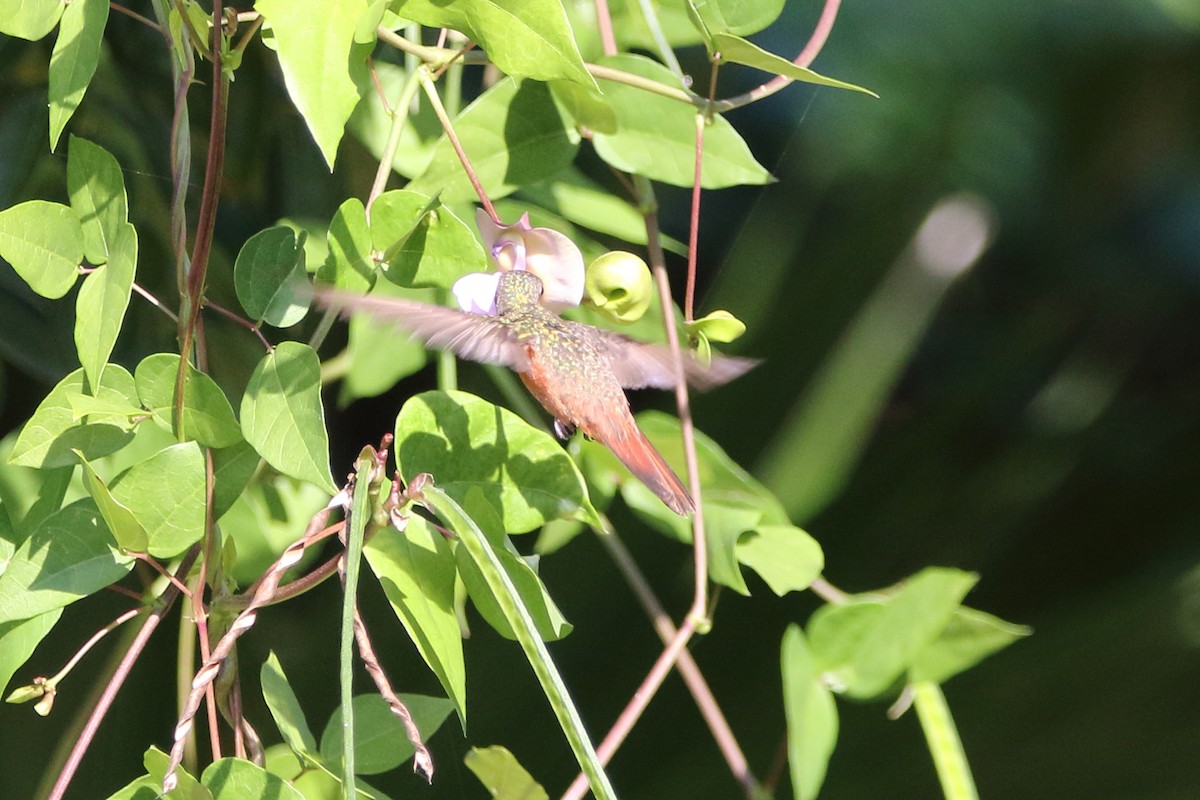 Tarçın Renkli Kolibri - ML647844478