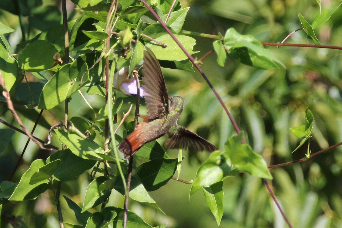 Tarçın Renkli Kolibri - ML647844479