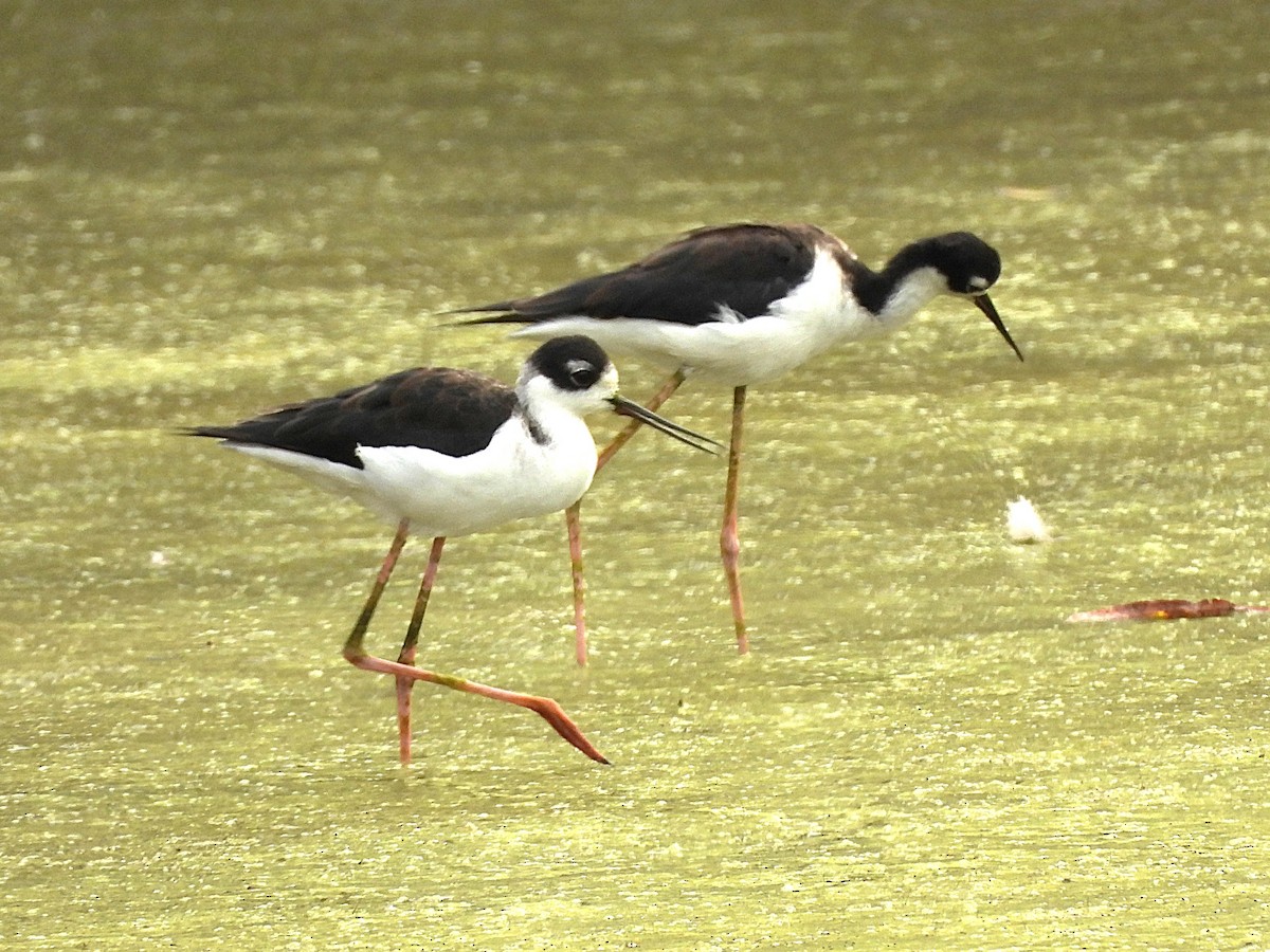 Maskeli Uzunbacak - ML647844484