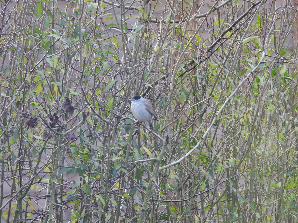 Kara Başlı Ötleğen - ML647844485