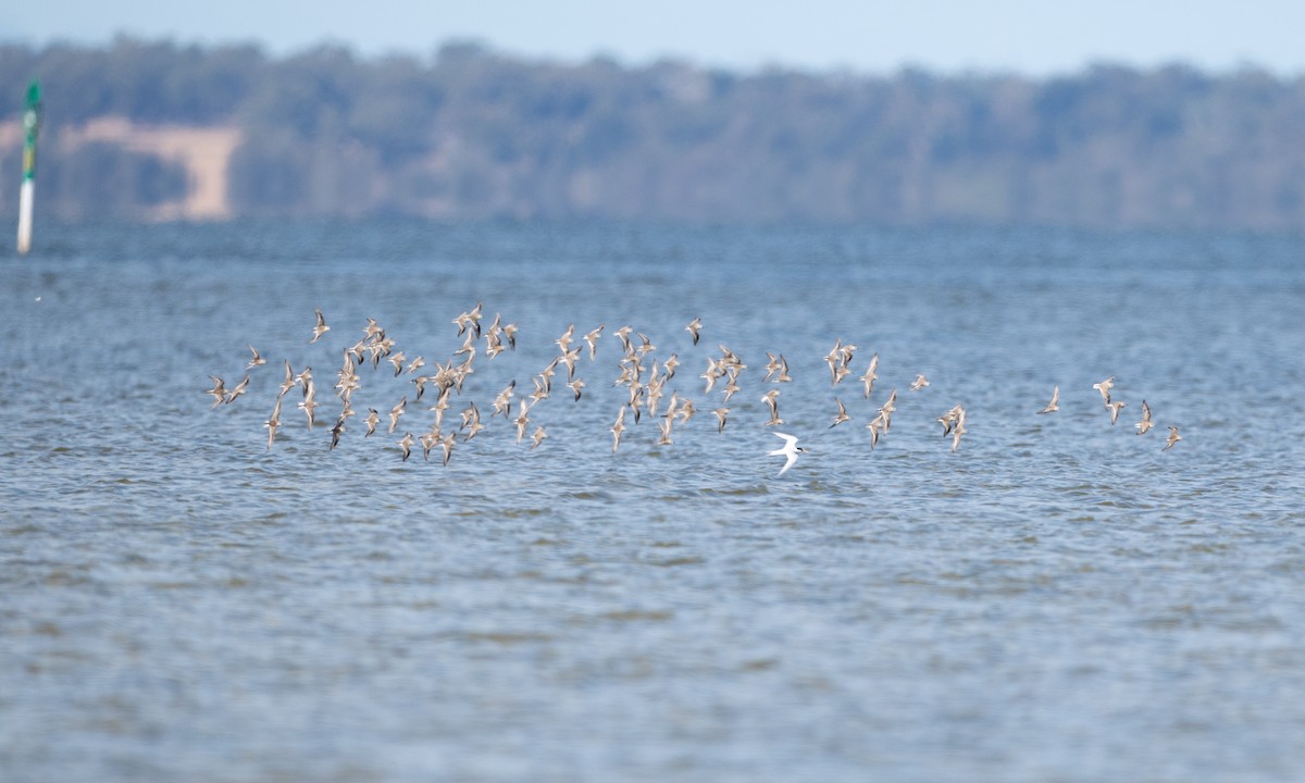 Kızıl Boyunlu Kumkuşu - ML647844486