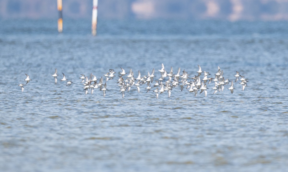 Kızıl Boyunlu Kumkuşu - ML647844487